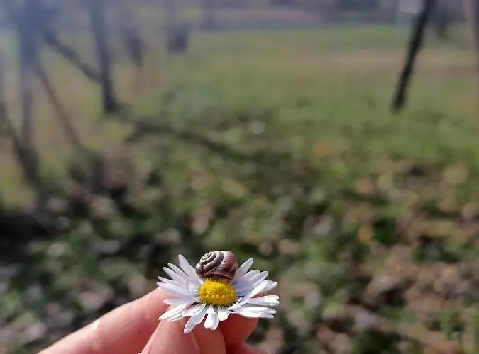 Rossomattone スルモナ