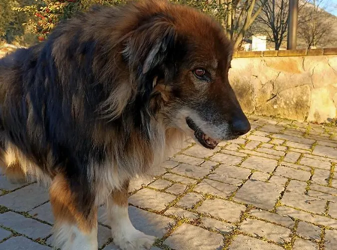 Rossomattone * スルモナ